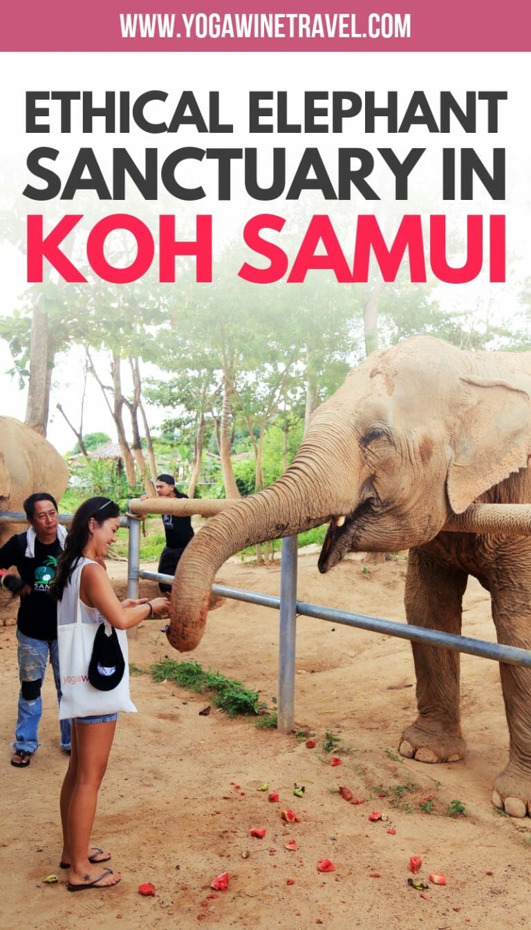 Koh Samui Elephant Sanctuary Rescuing Elephants from Riding Camps and