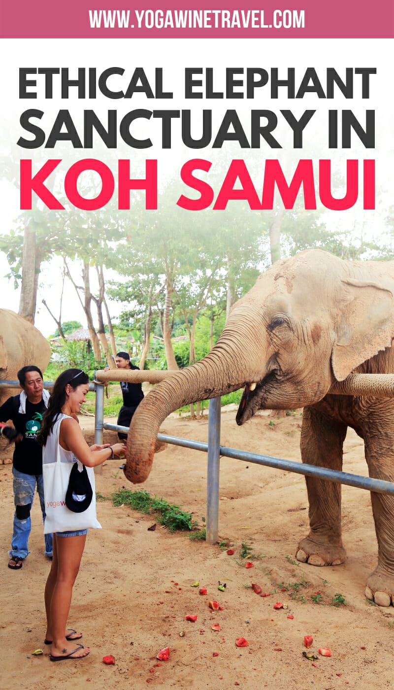 Woman feeding elephant at ethical sanctuary in Koh Samui Thailand with text overlay