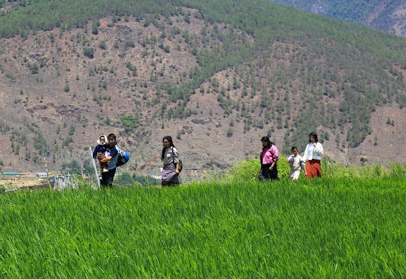Rice paddies in Punakha Bhutan