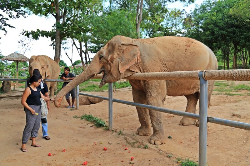 Ethical Elephant Sanctuary in Koh Samui