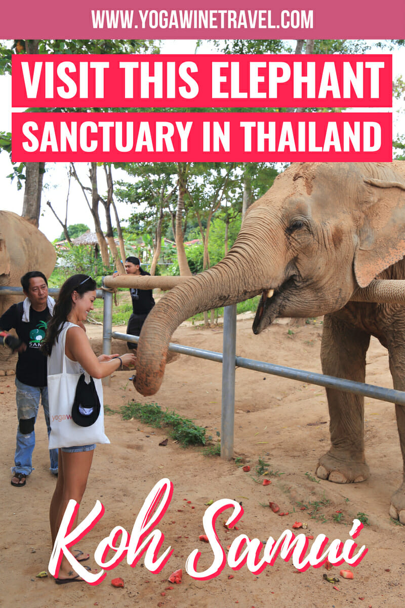 Koh Samui Elephant Sanctuary Rescuing Elephants from Riding Camps and