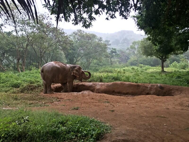 Koh Samui Elephant Sanctuary in Thailand