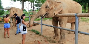 Samui Elephant Sanctuary Koh Samui Thailand