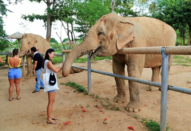 Koh Samui Elephant Sanctuary: Rescuing Elephants from Riding Camps and Beyond