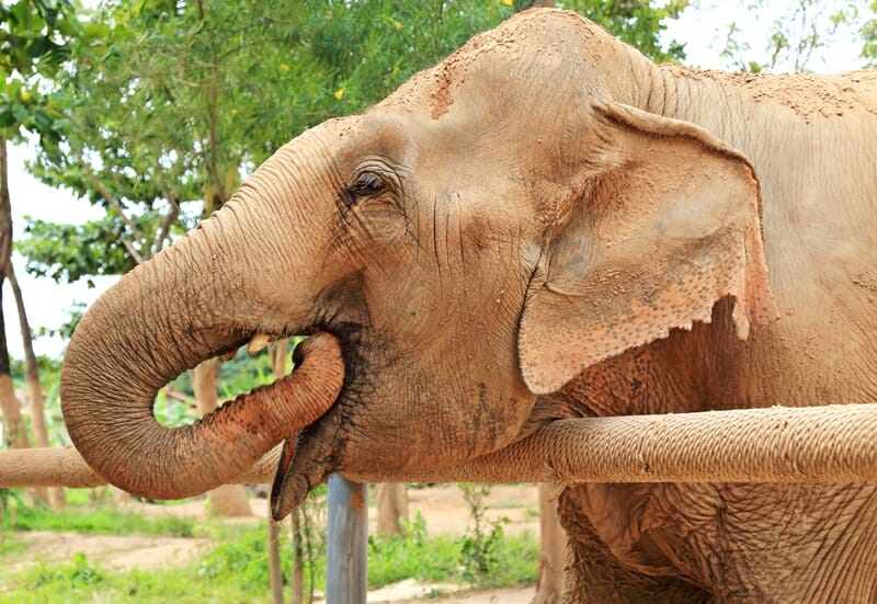 Koh Samui Elephant Sanctuary in Thailand