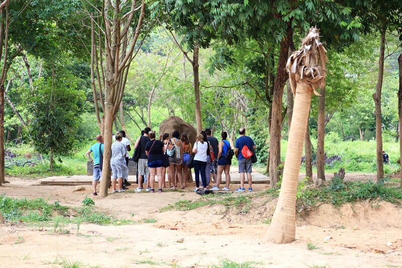 Ethical Elephant Sanctuary in Koh Samui