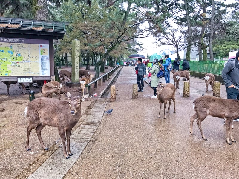Wild deer in Nara Deer Park in Japan