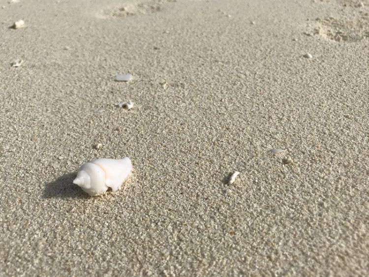 Shells in the Maldives