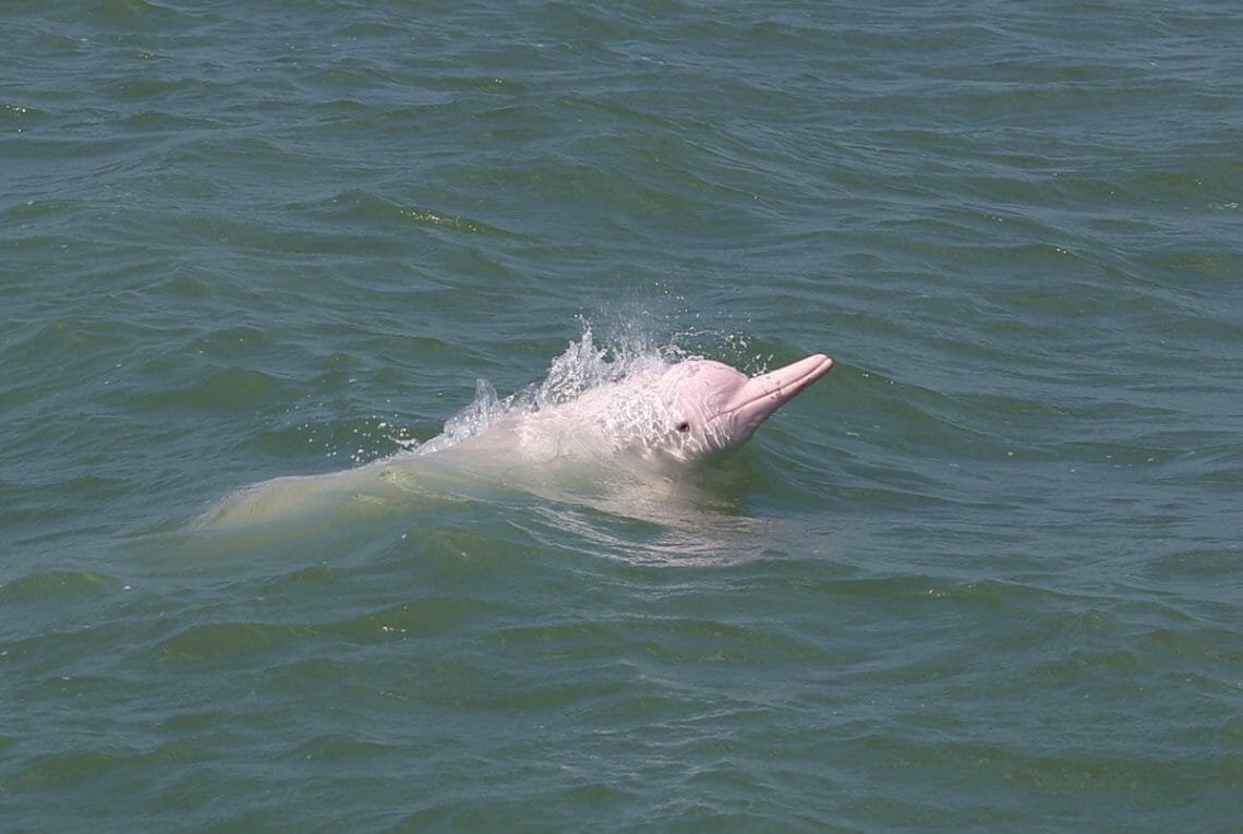 Chinese white dolphins in Hong Kong