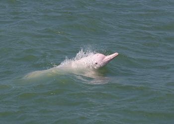 Chinese white dolphins in Hong Kong