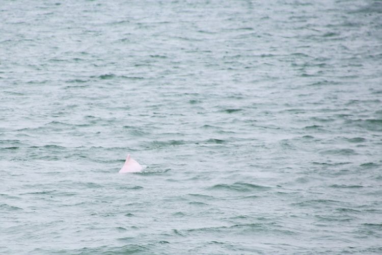 Pink dolphins in Hong KOng