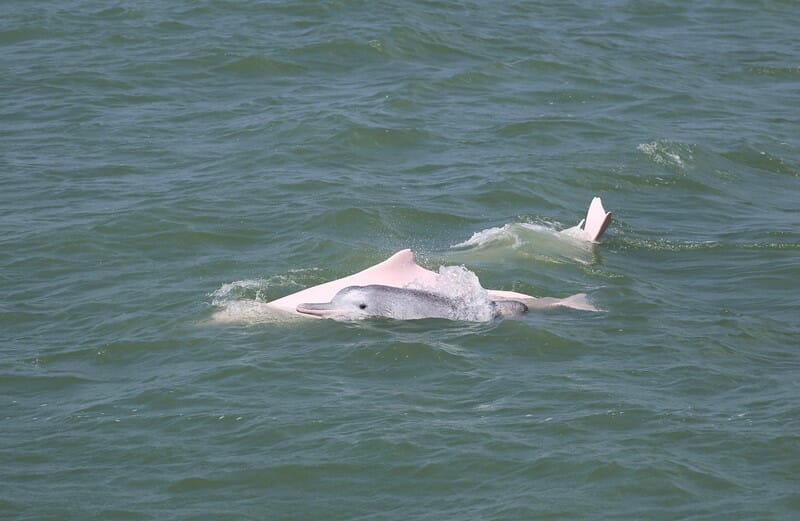 Hong Kong pink dolphin watching tour baby pink dolphin