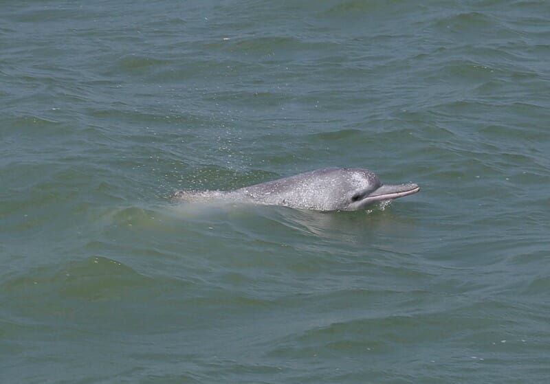 Baby pink dolphin in Hong Kong