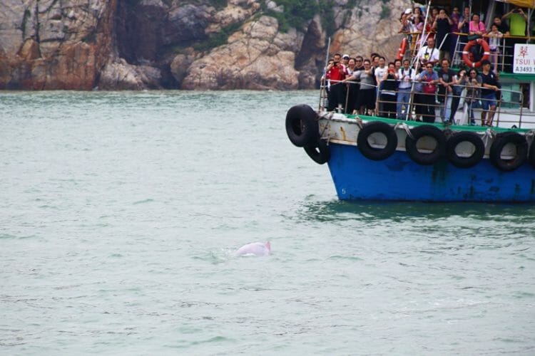 Pink dolphin spotting tour in Hong Kong