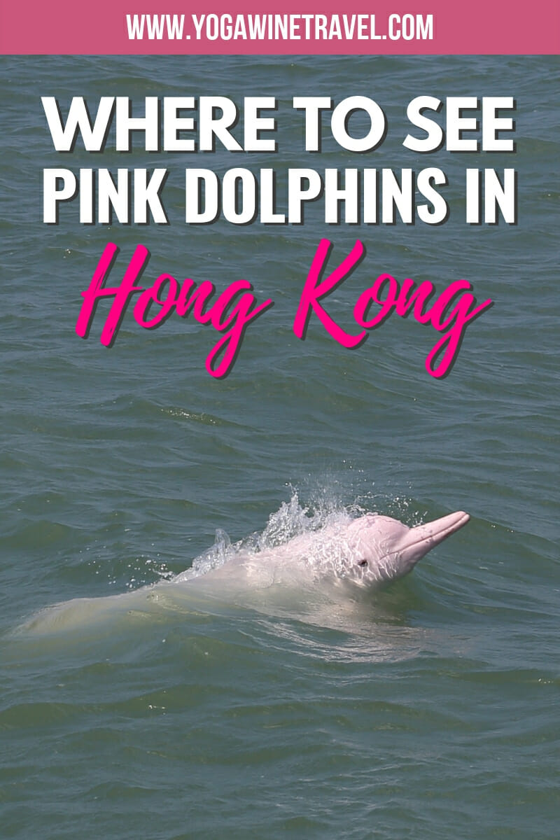 Pink dolphin in Hong Kong with text overlay