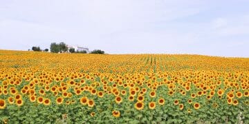 Sunflower fields in Andalucia