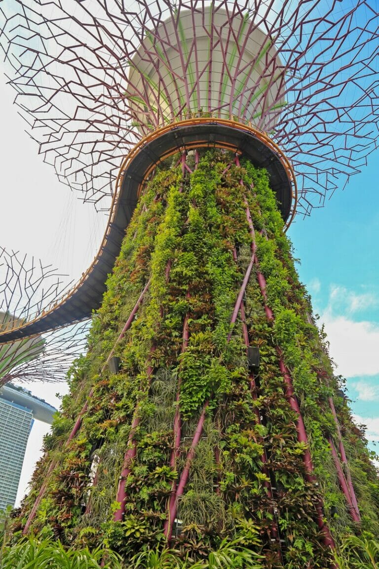 Supertree at Gardens by the Bay in Singapore