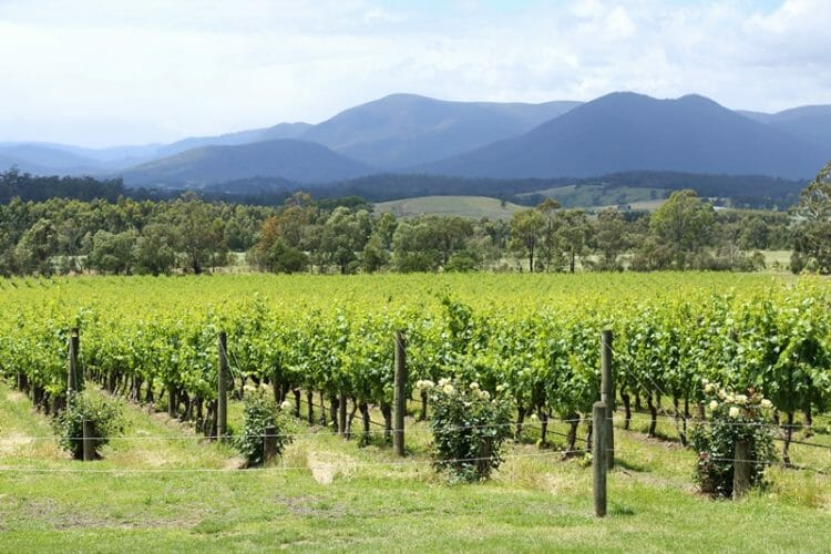 Domaine Chandon winery in Yarra Valley Ausrtalia 2