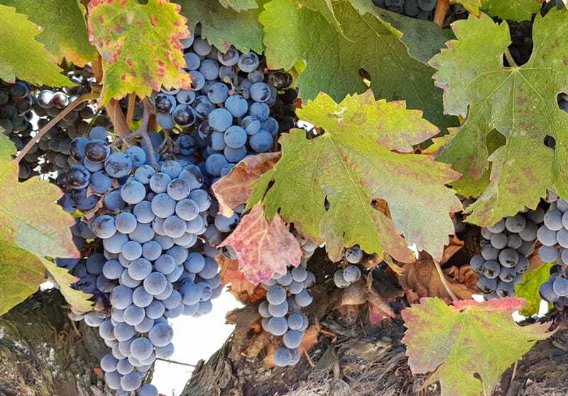 Firestone Winery Merlot in California