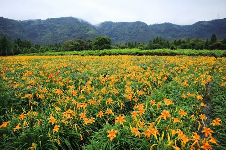 Lily farm around Sun Moon Lake in Taiwan