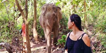 MandaLao Elephant Conservation in Luang Prabang Laos