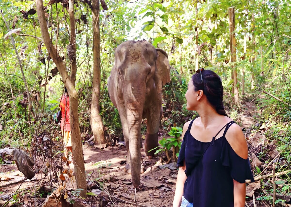 MandaLao Elephant Conservation in Luang Prabang Laos