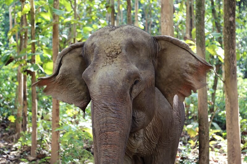 MandaLao Elephant Conservation in Luang Prabang Laos elephant trek