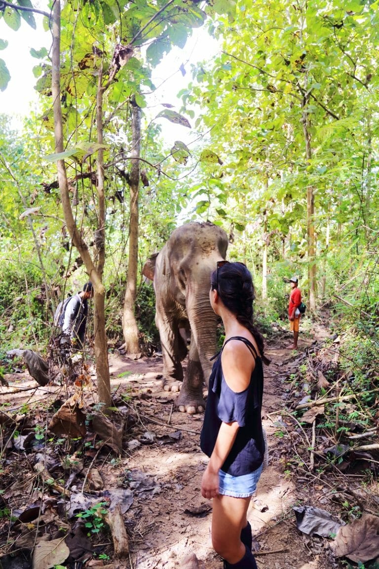 MandaLao Elephant Conservation in Luang Prabang Laos elephant trek_6