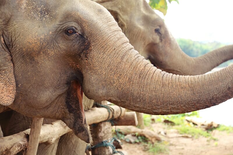 MandaLao Elephant Conservation in Luang Prabang Laos elephant trek