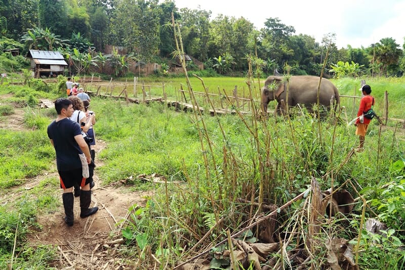 MandaLao Elephant Conservation in Luang Prabang Laos elephant trek