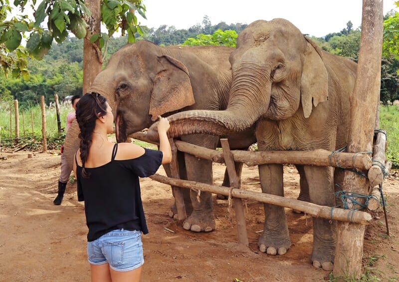 MandaLao Elephant Conservation in Luang Prabang Laos feeding elephants