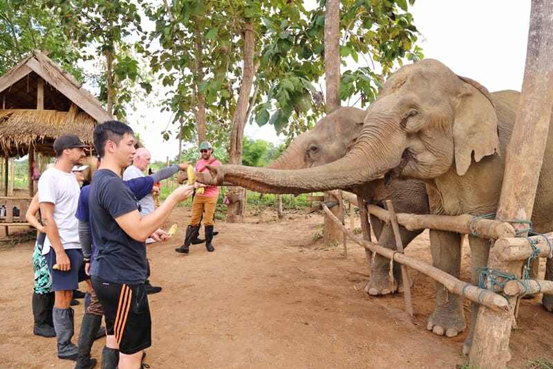 MandaLao Elephant Conservation in Luang Prabang Laos feeding elephants