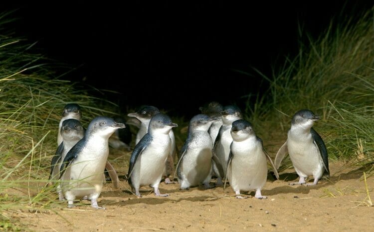 Penguins at Phillip Island