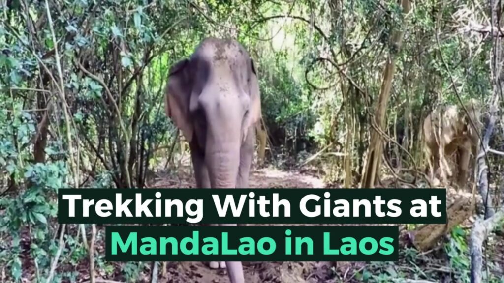 Elephants in Laos with text overlay