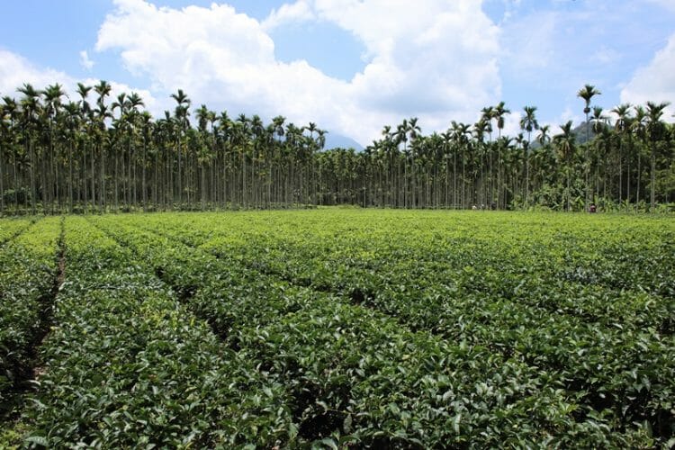Tea plantation in Sun Moon Lake in Taiwan