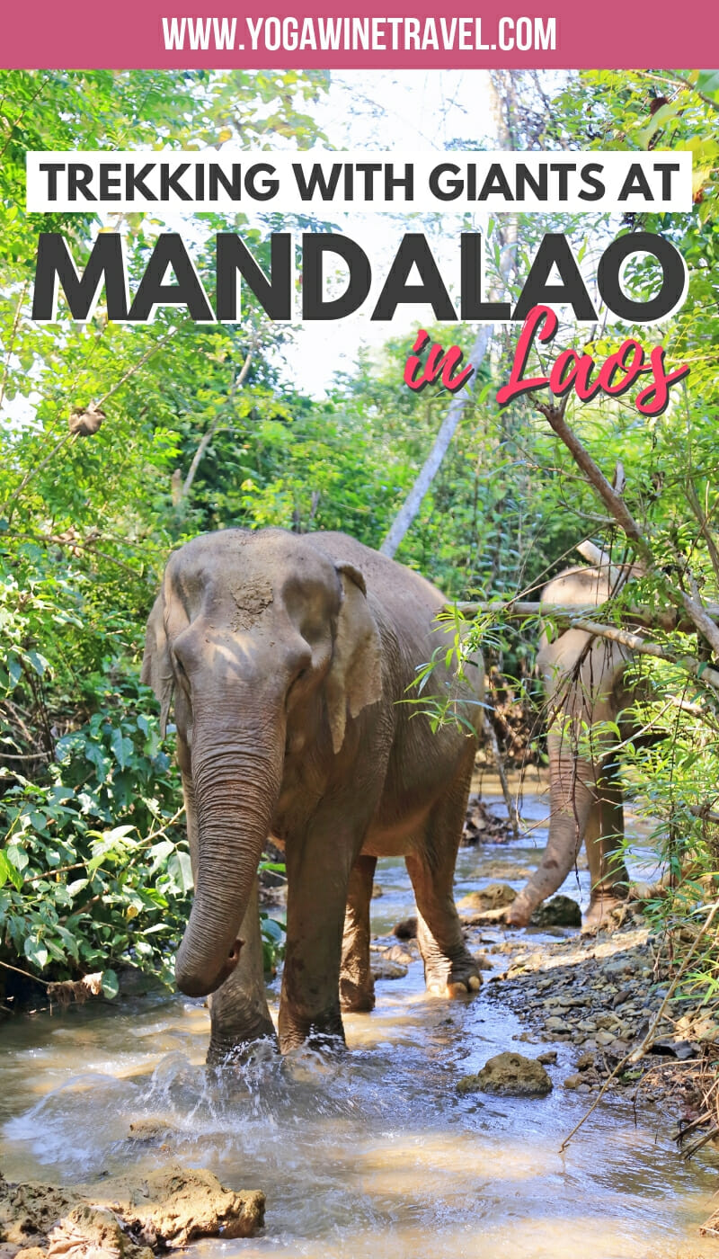 Asian elephant at Mandalao Luang Prabang elephant sanctuary in Laos with text overlay