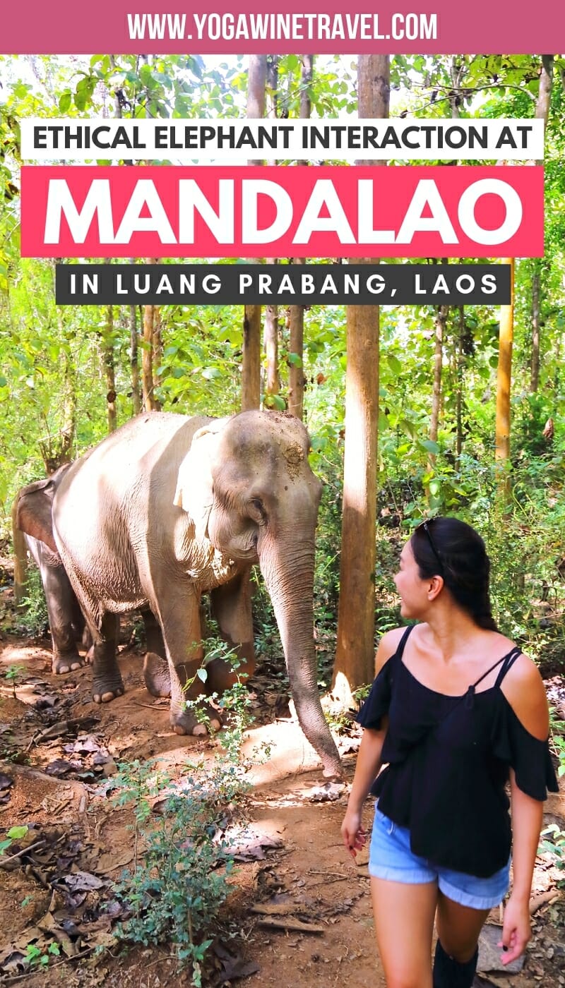 Woman walking in front of Asian elephant at Mandalao Luang Prabang elephant sanctuary in Laos with text overlay