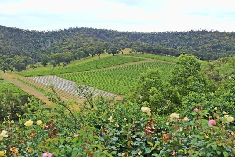 View from De Bortoli Winery in Yarra Valley Australia