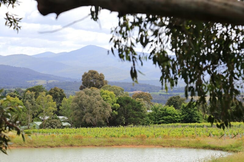 Yarra Valley wine region in Australia