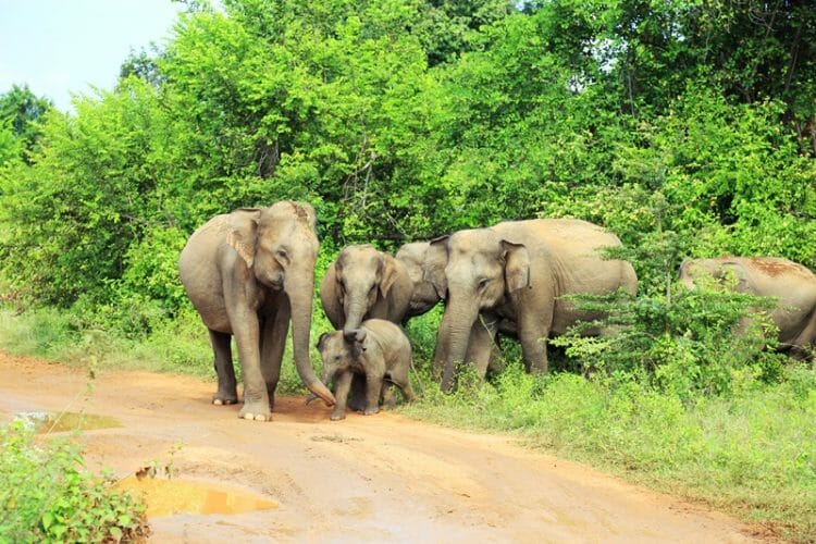 Baby elephant in Udawalawe National Park in Sri Lanka