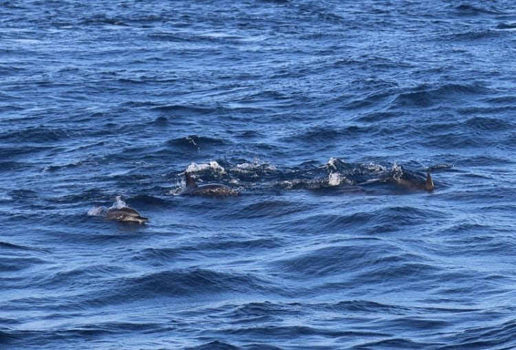 Dolphins off Mirissa in Sri Lanka
