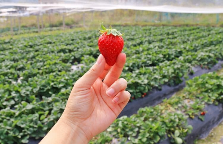 Picking strawberries in Hong Kong