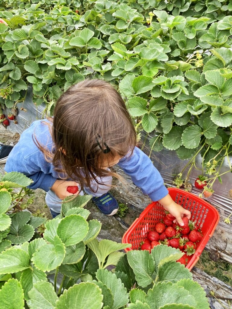 Strawberry farm in Hong Kong
