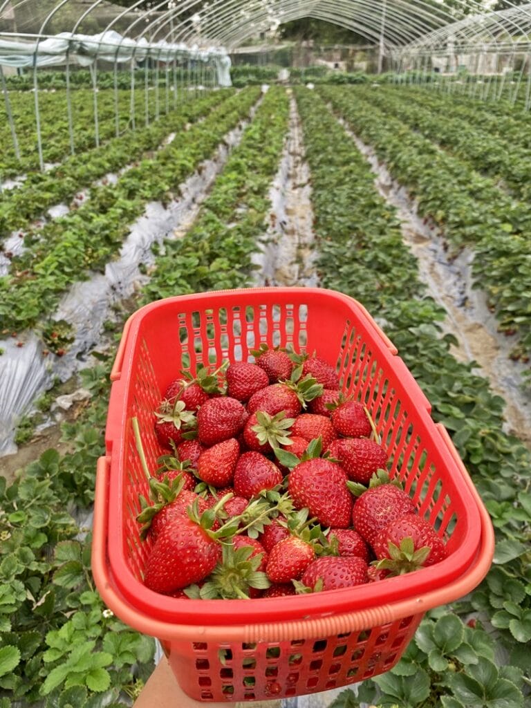 Strawberry picking in Hong Kong at Long Ping strawberry farm