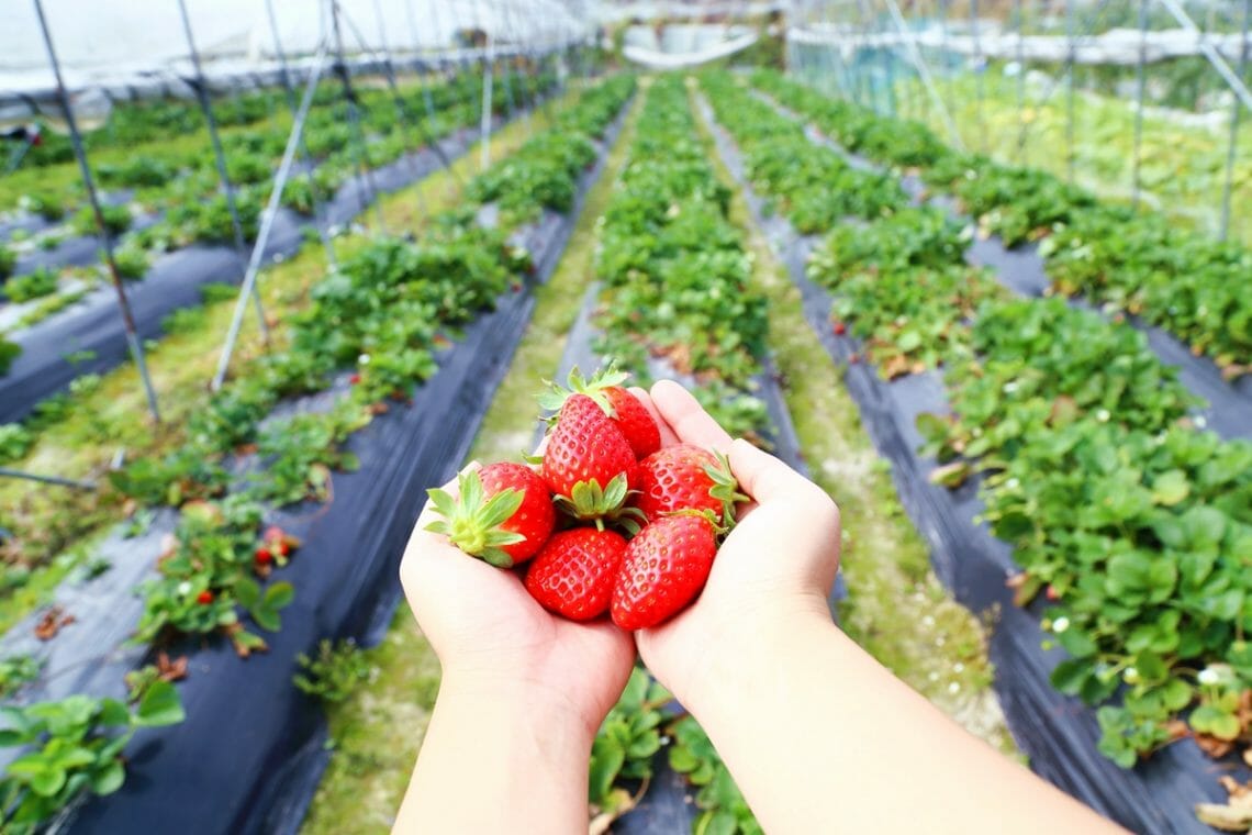 Where to Pick Your Own Strawberries in Hong Kong Yoga, Wine & Travel