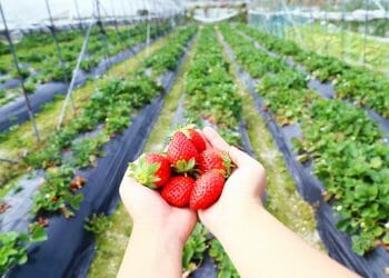 Strawberry picking in Hong Kong at Rainbow Organic Strawberry Farm