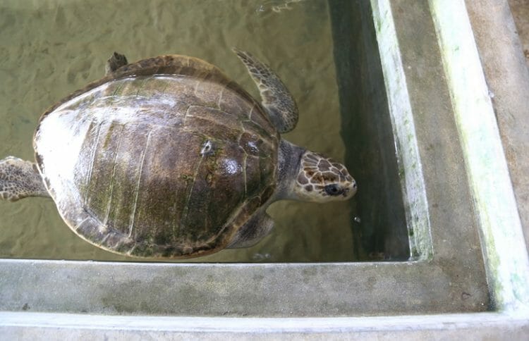 Turtle sanctuary in south Sri Lanka