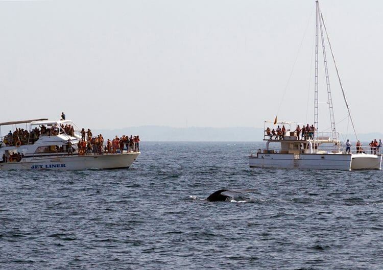 Whale watching in Mirissa Sri Lanka