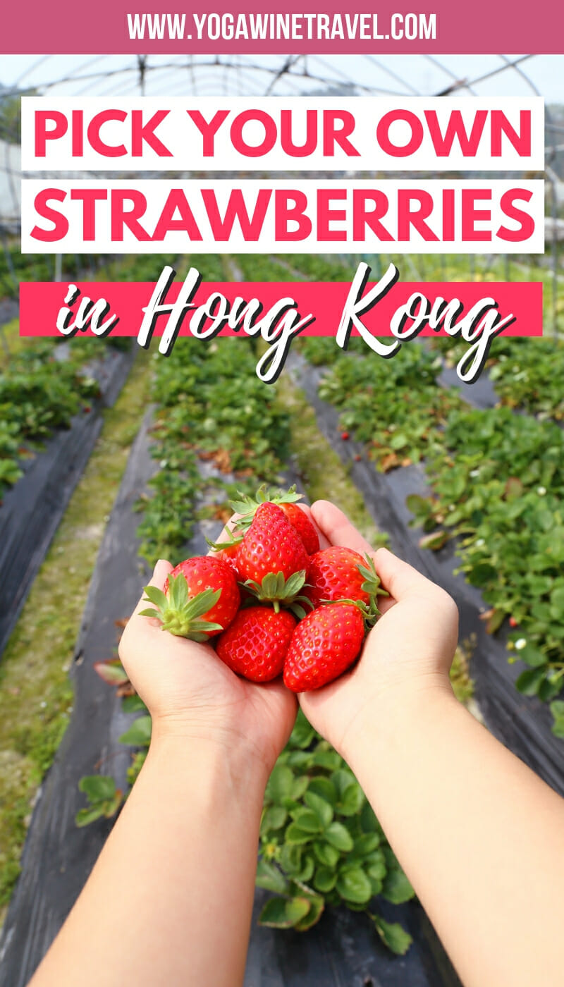 Hand holding strawberries at a farm in Hong Kong with text overlay