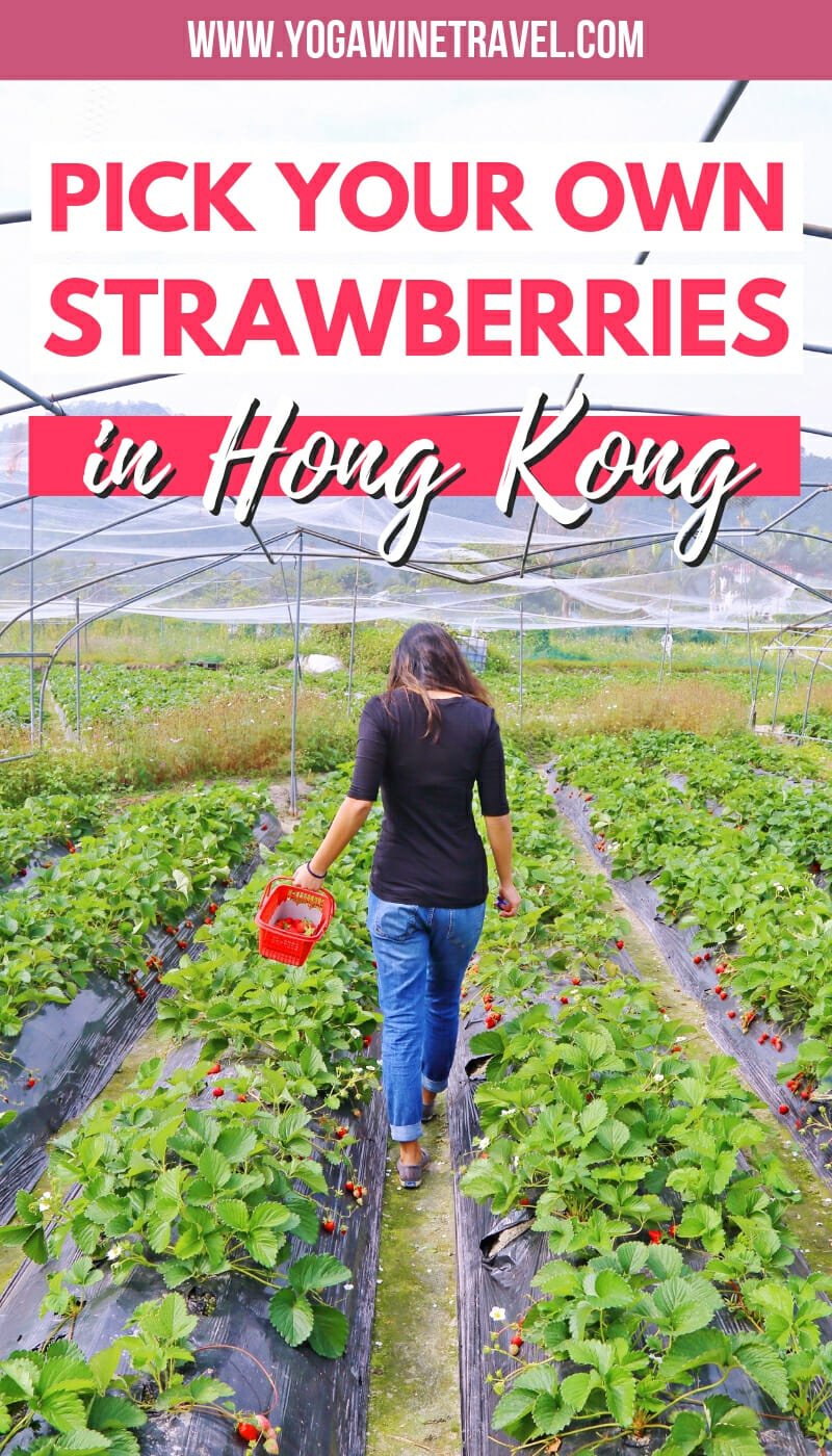 Woman picking strawberries in Hong Kong with text overlay
